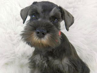 Tinker Toy Schnauzers - Dog Breeders