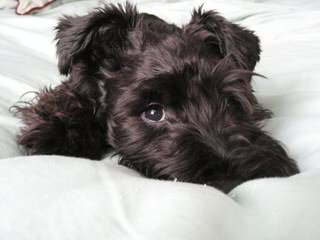 Sweet N’ Sassy Schnauzers And Melissa’s Darling Dachshunds - Dog and Puppy Pictures