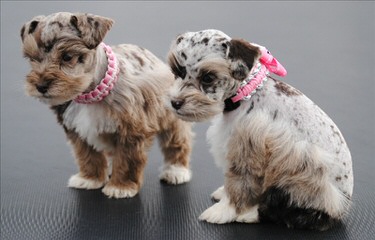 2 Beautiful Miniature Salt&Pepper Female Schnauzer - Dog Breeders