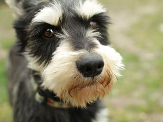 Tiny Tot Schnauzers - Dog Breeders