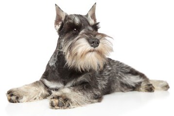 SchnauzersRus.com - Dog Breeders