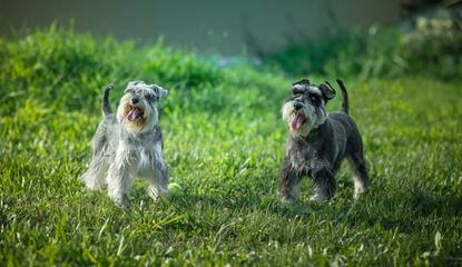 Talk’n Dawgs’ Blue Spaniels Miniature Schnauzer - Dog and Puppy Pictures