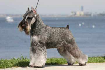 Akc Ch. Line Toy Mini Schnauzers - Dog Breeders