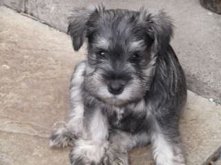 Hauser Von Schnauzer - Dog and Puppy Pictures