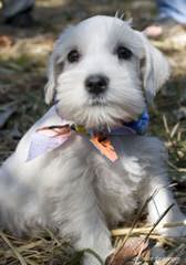 Miniature Schnauzer Sale - Dog Breeders