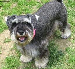 Sabrina’s Miniature Schnauzers - Dog and Puppy Pictures