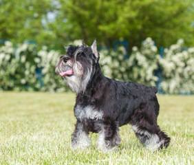 Sandcreek Pets Veterinarian Raised Miniature Schnauzer Puppies In Ok - Dog Breeders