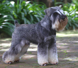 Belle Vista Miniature Schnauzers - Dog Breeders