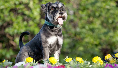 Tiny Tot Schnauzers - Dog and Puppy Pictures