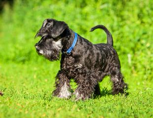 Sweet N’ Sassy Schnauzers And Melissa’s Darling Dachshunds - Dog and Puppy Pictures