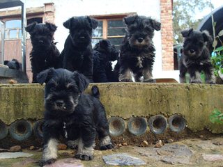 Rockyhill Schnauzers - Dog Breeders