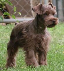 Schnauzers of Ga - Dog Breeders