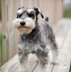 Miniature Schnauzers - Dog Breeders