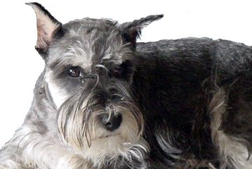 Hauser Von Schnauzer - Dog Breeders