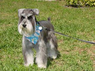 Country Home Schnauzer - Dog and Puppy Pictures