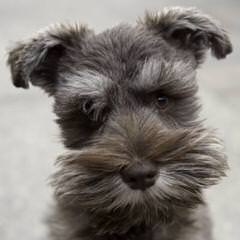 Miniture Schnauzer - Dog and Puppy Pictures