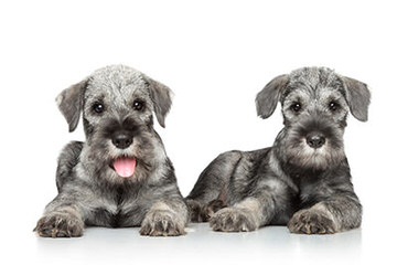 Texas Schnauzers - Dog Breeders