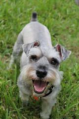 Sandcreek Pets Veterinarian Raised Miniature Schnauzer Puppies In Ok - Dog and Puppy Pictures