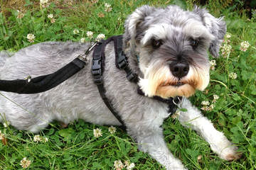 Dogwood Acres Miniature Schnauzers - Dog and Puppy Pictures