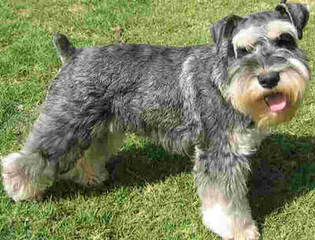 Virginia Miniature Schnauzers - Dog Breeders