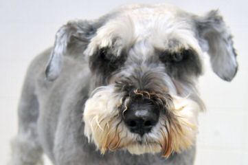 Toy Schnauzer Xing - Dog Breeders