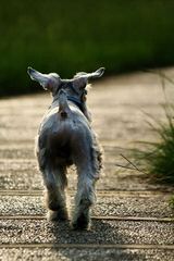 Sweet P Miniature Schnauzers - Dog Breeders