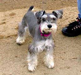 Schnauzers of Ga - Dog Breeders