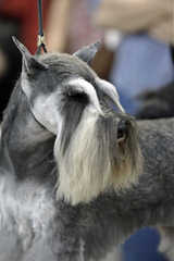 Virginia Miniature Schnauzers - Dog Breeders