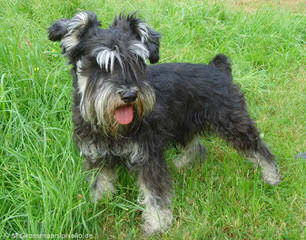 Tinker Toy Schnauzers - Dog Breeders