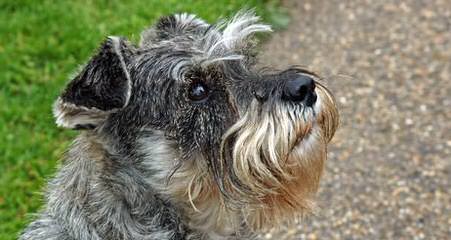 Dogwood Acres Miniature Schnauzers - Dog and Puppy Pictures