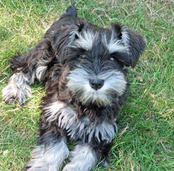 Hauser Von Schnauzer - Dog and Puppy Pictures