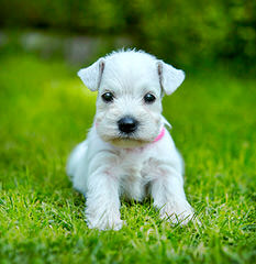 2 Beautiful Miniature Salt&Pepper Female Schnauzer - Dog and Puppy Pictures