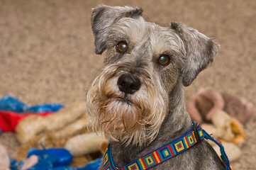 Miniature Schnauzers For Sale - Dog Breeders