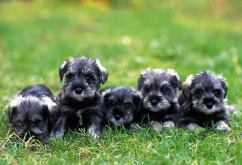 Kindred’s Classic Miniature Schnauzers - Dog and Puppy Pictures