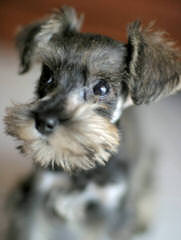 Tara’s Schnauzers - Dog and Puppy Pictures