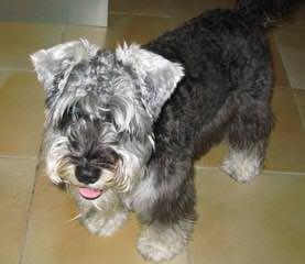 Akc Ch. Line Toy Mini Schnauzers - Dog and Puppy Pictures