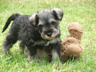 CRIADERO DE LORANO - Dog Breeders