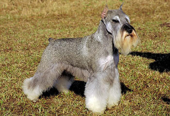 SchnauzersRus.com - Dog Breeders