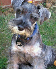 Sweet P Miniature Schnauzers - Dog Breeders