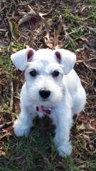 Sweet N’ Sassy Schnauzers And Melissa’s Darling Dachshunds - Dog Breeders