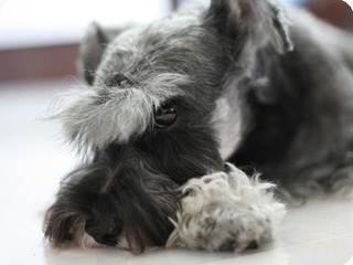 Akc Miniature Schnauzer Puppies - Dog and Puppy Pictures