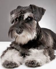 Sandcreek Pets Veterinarian Raised Miniature Schnauzer Puppies In Ok - Dog Breeders