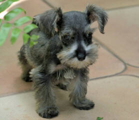 Schnauzers Of Taylor - Dog Breeders