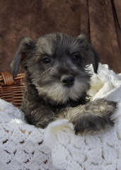 Schnauzers of Ga - Dog Breeders