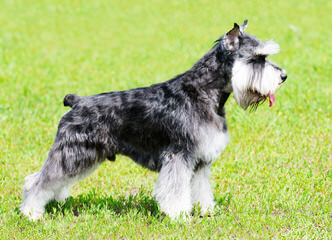 Sabrina’s Miniature Schnauzers - Dog Breeders