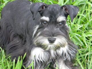 Country Home Schnauzer - Dog Breeders