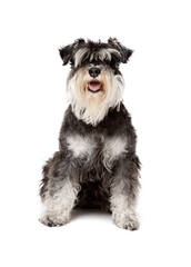 Sweet P Miniature Schnauzers - Dog and Puppy Pictures