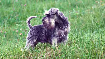 Talk’n Dawgs’ Blue Spaniels Miniature Schnauzer - Dog Breeders