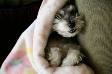 Miniature Schnauzer Sale - Dog and Puppy Pictures