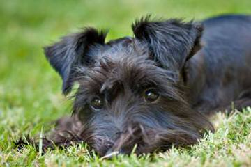 Schnauzers Of Taylor - Dog and Puppy Pictures